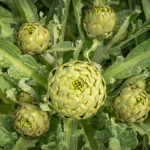 Detailed view of fresh, edible artichokes with green leaves in a garden setting.